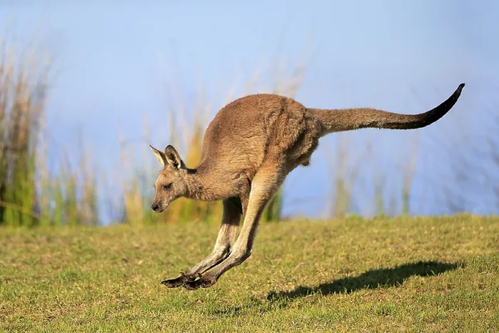 Framed Print : Eastern grey kangaroo (Macropus giganteus) Framed Print : Eastern grey kangaroo (Macropus giganteus)