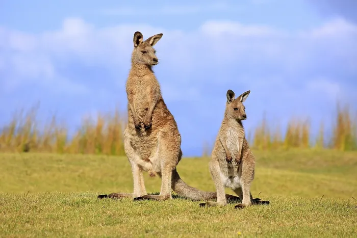 Framed Print : Eastern grey kangaroo (Macropus giganteus) Framed Print : Eastern grey kangaroo (Macropus giganteus)
