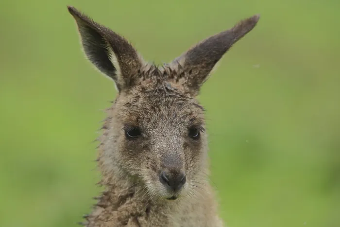Framed Print : Eastern grey kangaroo (Macropus giganteus)