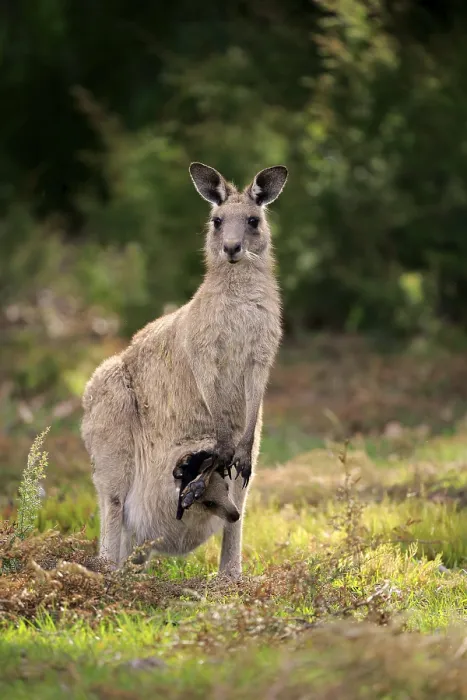 Framed Print : Eastern grey kangaroo (Macropus giganteus)