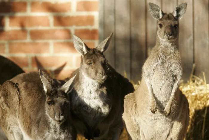 Framed Print : Eastern grey kangaroo (Macropus giganteus)