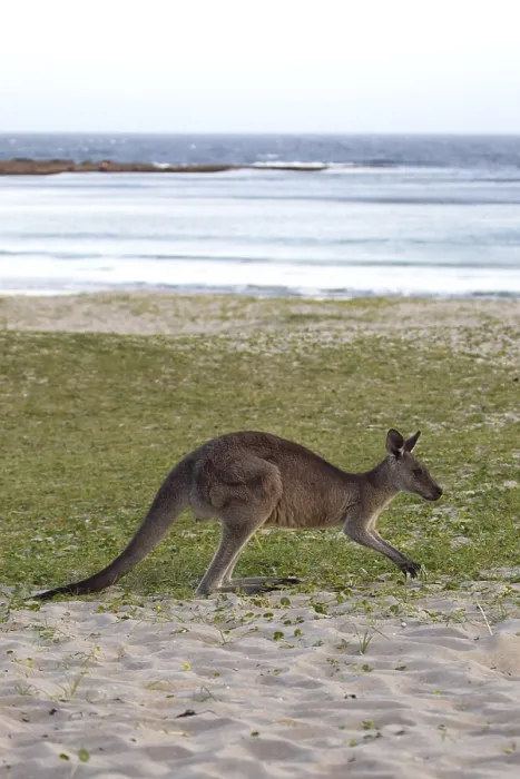 Framed Print : Eastern grey kangaroo (Macropus giganteus) in the evening light at Pebbly Beach Framed Print : Eastern grey kangaroo (Macropus giganteus) in the evening light at Pebbly Beach