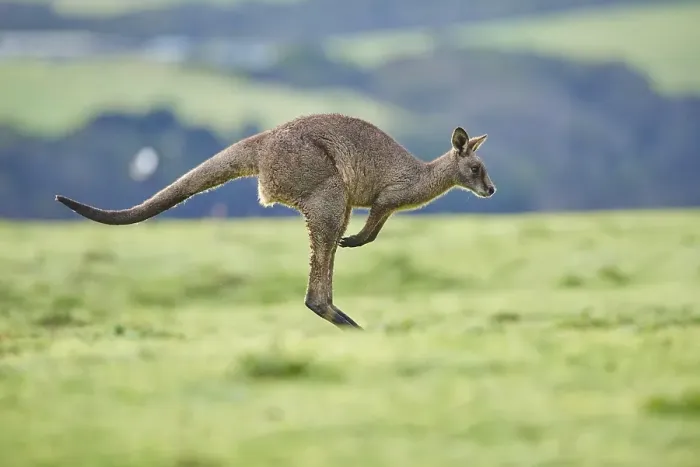 Framed Print : Eastern grey kangaroo (Macropus giganteus) jumping on a meadow Framed Print : Eastern grey kangaroo (Macropus giganteus) jumping on a meadow