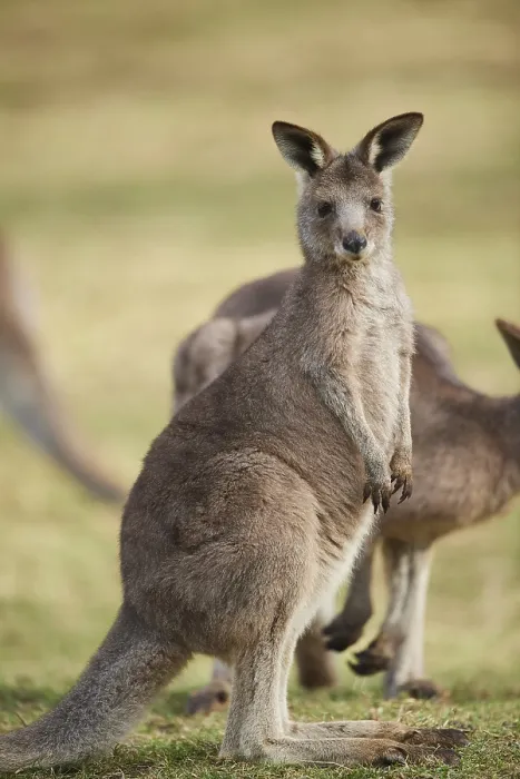 Framed Print : Eastern grey kangaroo (Macropus giganteus) on a meadow Framed Print : Eastern grey kangaroo (Macropus giganteus) on a meadow