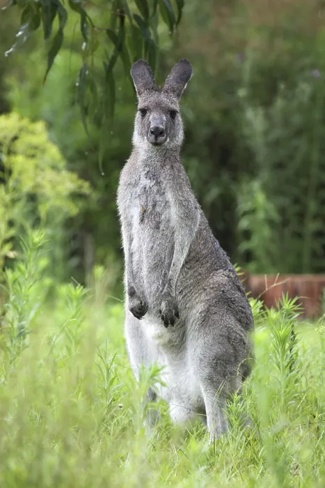 Framed Print : Eastern grey kangaroo (Macropus giganteus) in the rain in Australia