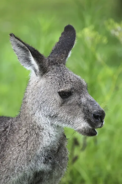 Framed Print : Eastern grey kangaroo (Macropus giganteus) in the rain in Australia
