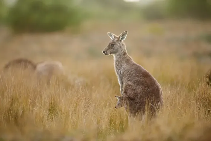 Framed Print : Eastern grey kangaroo (Macropus giganteus) with young animal standing in high grass
