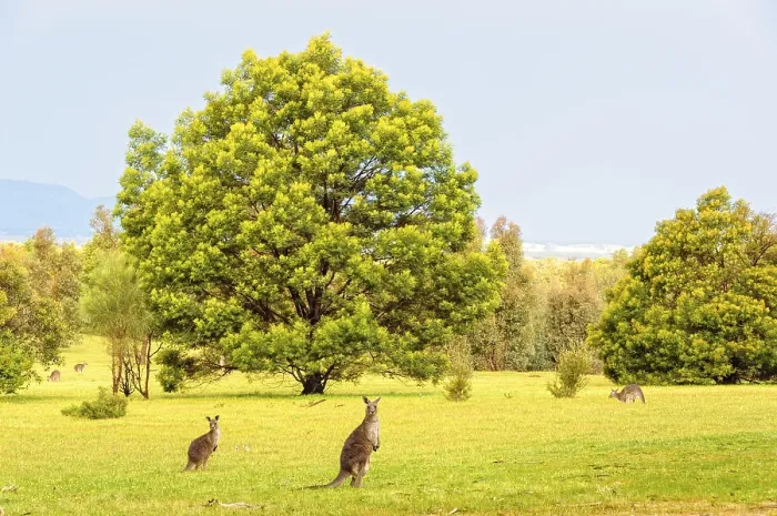 Framed Print : Eastern-grey kangaroos around Halls Gap