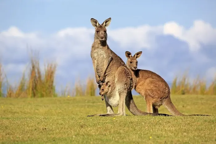 Framed Print : Eastern grey kangaroos (Macropus giganteus) Framed Print : Eastern grey kangaroos (Macropus giganteus)