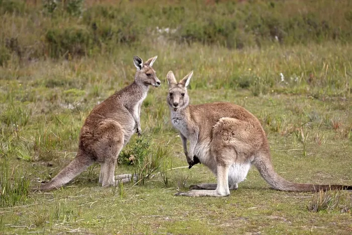 Framed Print : Eastern Grey kangaroos (Macropus giganteus) Framed Print : Eastern Grey kangaroos (Macropus giganteus)