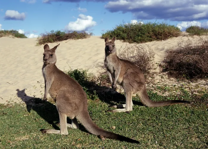Framed Print : Eastern Grey Kangaroos (Macropus giganteus) Framed Print : Eastern Grey Kangaroos (Macropus giganteus)