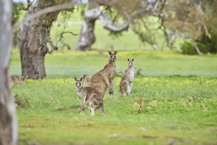 Framed Print : Eastern grey kangaroos (Macropus giganteus) wildlife on a meadow in Australia