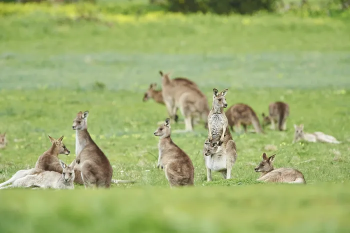 Framed Print : Eastern grey kangaroos (Macropus giganteus) wildlife on a meadow in Australia
