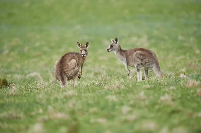 Framed Print : Eastern grey kangaroos (Macropus giganteus) wildlife on a meadow in Australia