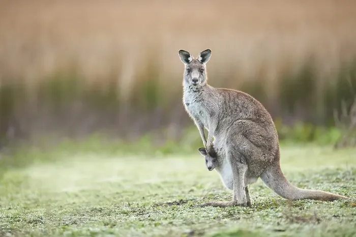 Framed Print : Eastern grey kangaroos (Macropus giganteus) with young on a meadow Framed Print : Eastern grey kangaroos (Macropus giganteus) with young on a meadow