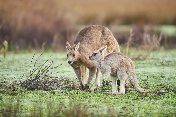 Framed Print : Eastern grey kangaroos (Macropus giganteus) with young on a meadow