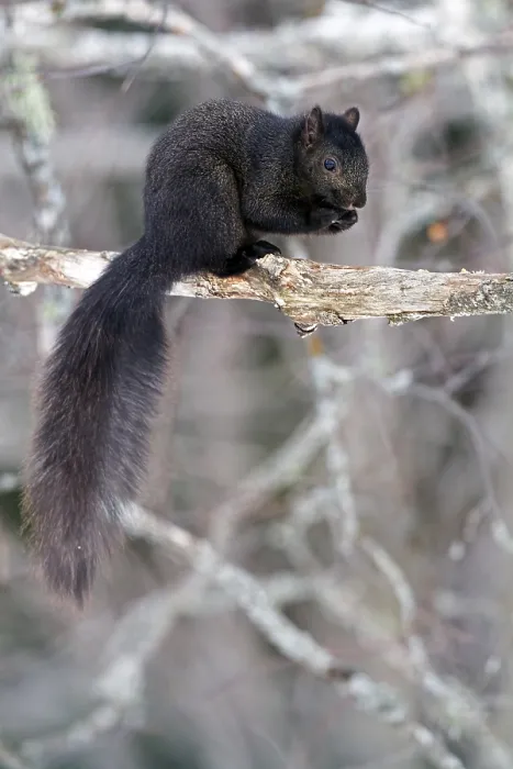 Framed Print : Eastern grey squirrel, Melanistic -black phase- (Sciurus carolinensis)