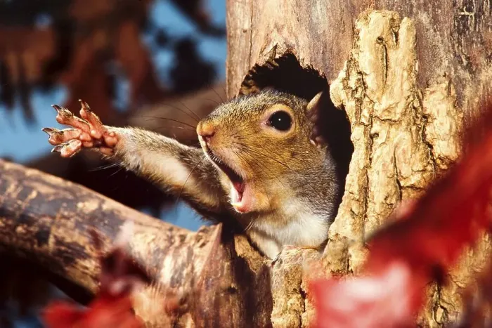 Framed Print : Eastern Grey Squirrel (Sciurus carolinensis) adult