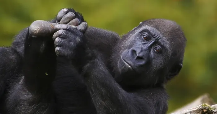 Framed Print : Eastern Lowland Gorilla (gorilla gorilla) graueri