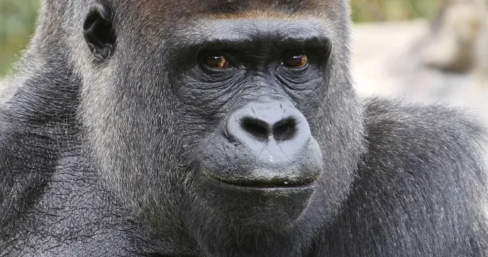 Framed Print : Eastern Lowland Gorilla (gorilla gorilla) graueri
