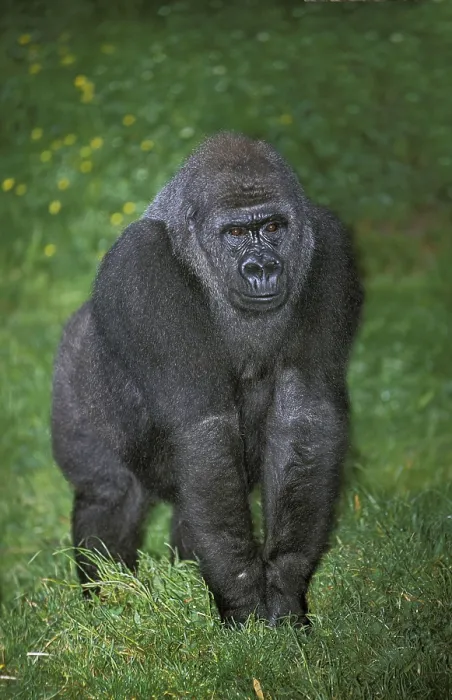 Framed Print : Eastern Lowland Gorille (gorilla gorilla) grauer Framed Print : Eastern Lowland Gorille (gorilla gorilla) grauer