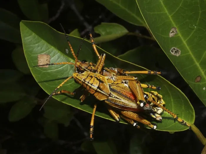 Framed Print : Eastern lubber grasshopper (Romalea guttata)
