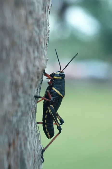 Framed Print : Eastern Lubber Grasshopper (Romalea guttata)