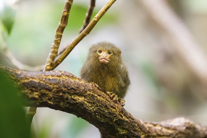 Framed Print : Eastern pygmy marmoset (Cebuella niveiventris) climbing on a tree in a forest