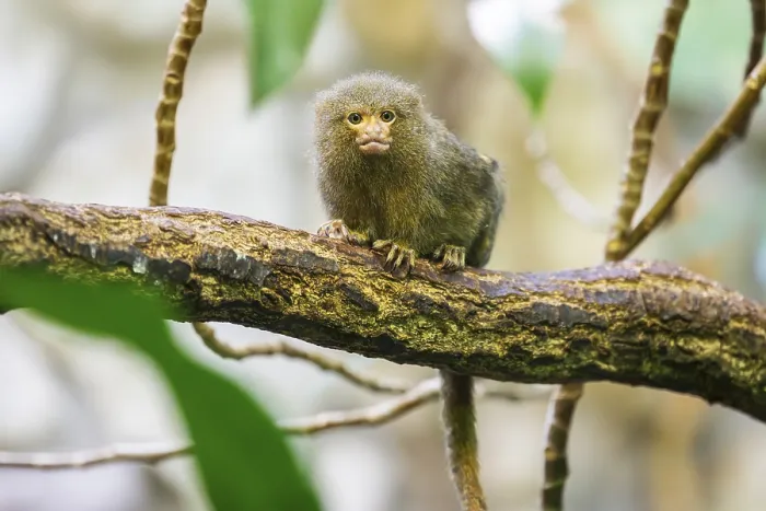 Framed Print : Eastern pygmy marmoset (Cebuella niveiventris) climbing on a tree in a forest