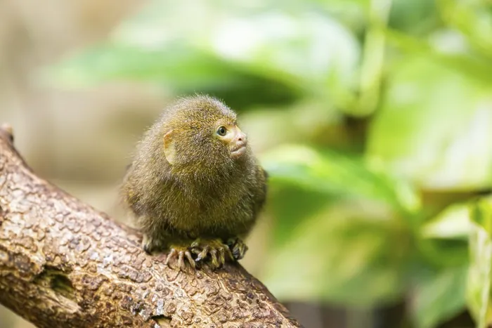 Framed Print : Eastern pygmy marmoset (Cebuella niveiventris) climbing on a tree in a forest