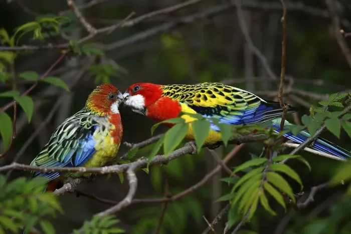 Framed Print : Eastern rosella (Platycercus eximius)