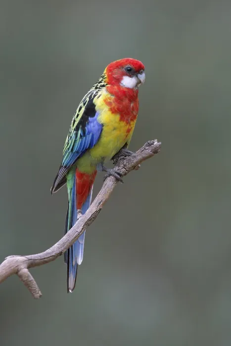 Framed Print : Eastern Rosella (Platycercus eximius) female