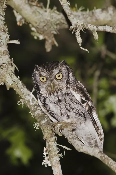 Framed Print : Eastern Screech-Owl (Megascops asio) (Otus asio)