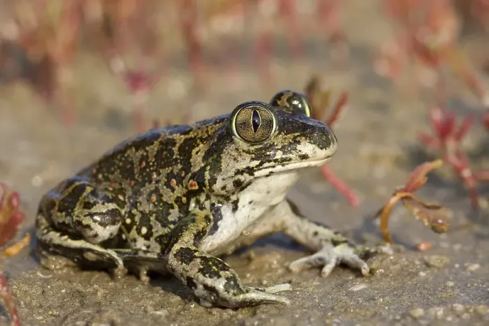 Framed Print : Eastern Spadefoot Toad (Pelobates syriacus)