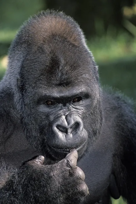 Framed Print : EASTERN TIEFLAND GORILLA (gorilla gorilla) graueri