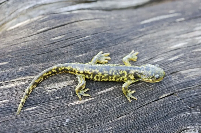Framed Print : Eastern Tiger Salamander (Ambystoma tigrinum)