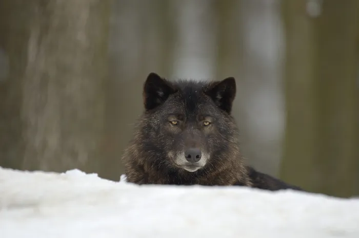 Framed Print : Eastern Timber Wolf (Canis lupus lycaon)