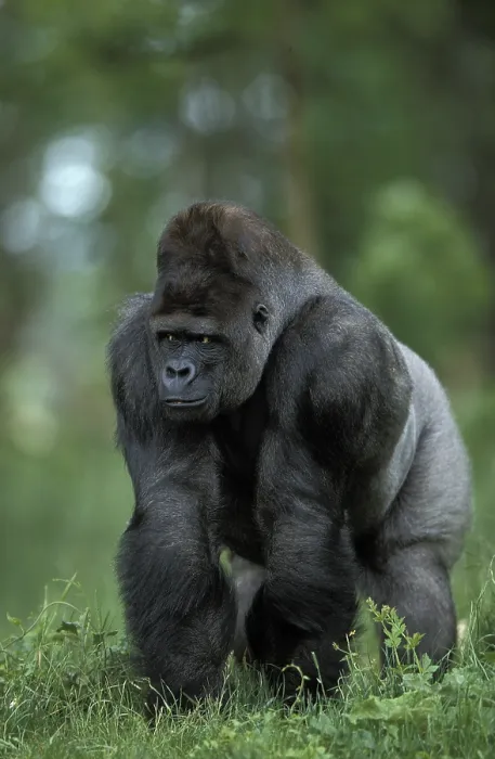 Framed Print : Eastern western gorilla (gorilla gorilla) graueri