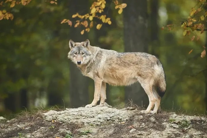 Framed Print : Eastern wolf (Canis lupus lycaon) standing on a hill