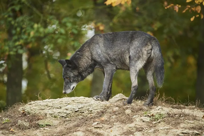 Framed Print : Eastern wolf (Canis lupus lycaon) standing on a hill Framed Print : Eastern wolf (Canis lupus lycaon) standing on a hill