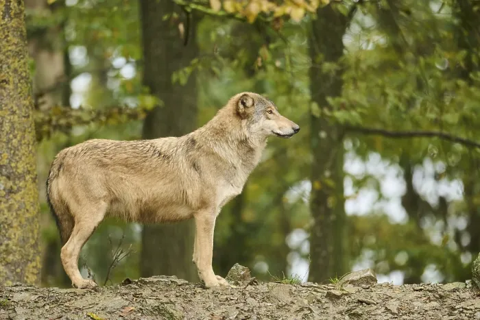 Framed Print : Eastern wolf (Canis lupus lycaon) standing on a little hill Framed Print : Eastern wolf (Canis lupus lycaon) standing on a little hill