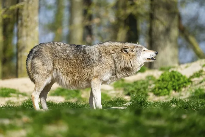 Framed Print : Eastern wolf (Canis lupus lycaon) standing on a meadow Framed Print : Eastern wolf (Canis lupus lycaon) standing on a meadow