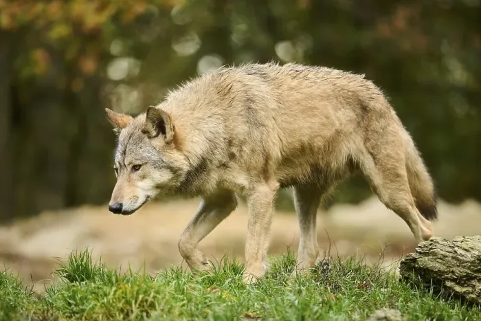 Framed Print : Eastern wolf (Canis lupus lycaon) walking on a meadow