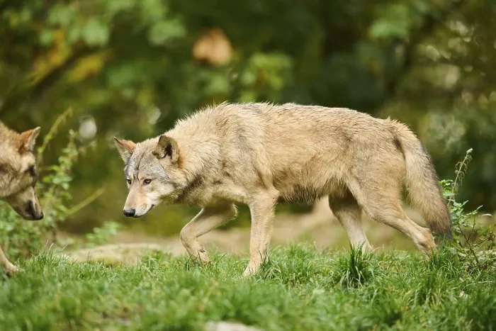 Framed Print : Eastern wolf (Canis lupus lycaon) walking on a meadow
