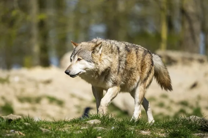 Framed Print : Eastern wolf (Canis lupus lycaon) walking on a meadow Framed Print : Eastern wolf (Canis lupus lycaon) walking on a meadow