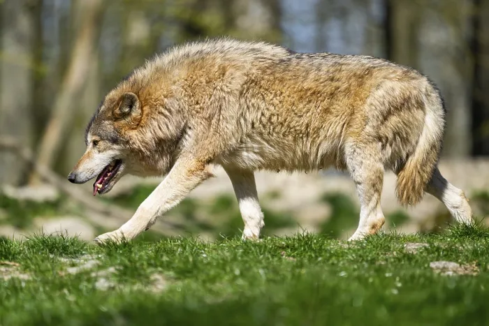 Framed Print : Eastern wolf (Canis lupus lycaon) walking on a meadow
