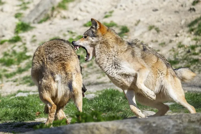 Framed Print : Eastern wolves (Canis lupus lycaon) arguing with each other
