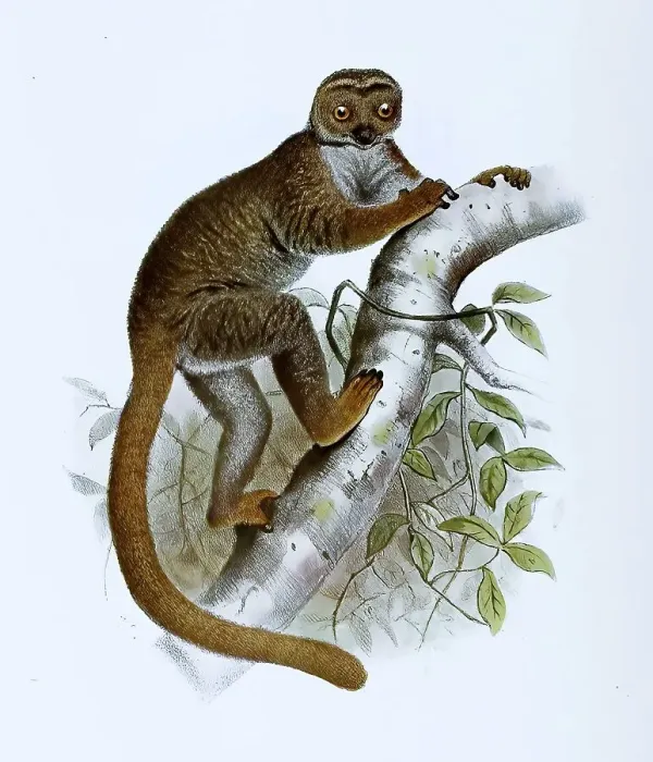 Framed Print : Eastern woolly lemur (Avahi) lanige Framed Print : Eastern woolly lemur (Avahi) lanige