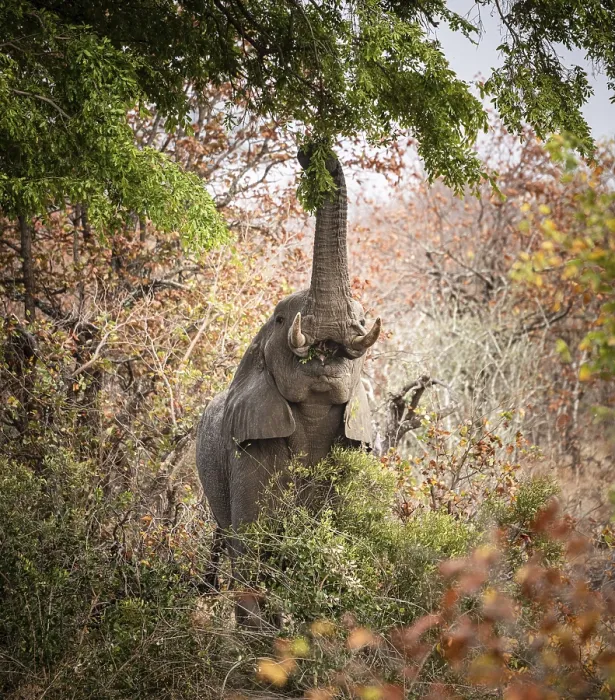 Framed Print : Eating African Bush Elephant (Loxodonta Africana) at Kruger National Park Framed Print : Eating African Bush Elephant (Loxodonta Africana) at Kruger National Park