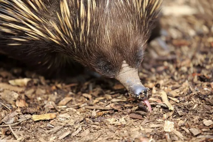 Framed Print : Echidna, short-beaked echidna (Tachyglossus aculeatus)